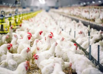 Startup israelí trabaja para desarrollar pollos resistentes a la gripe aviar
