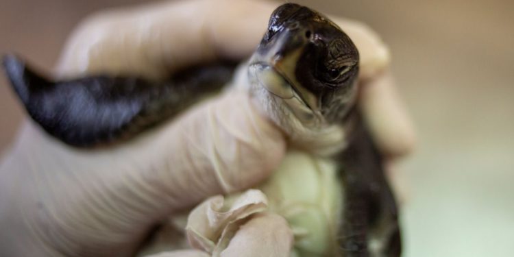 Rescatistas de Israel usan mayonesa para salvar a tortugas tras el derrame de petróleo