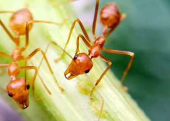 Estudio científico: Las hormigas se distancian socialmente cuando se producen pandemias
