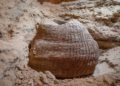 Cesta tejida más antigua del mundo encontrada en Israel: 10.000 años de antigüedad