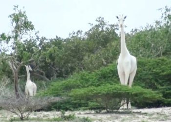 Cazadores asesinan a la última jirafa blanca del mundo y su cría