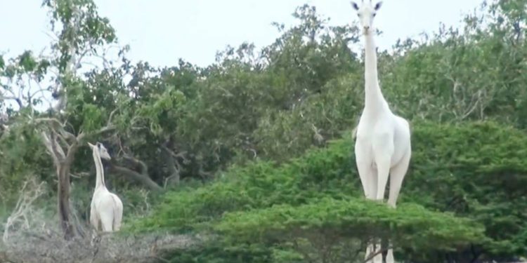 Cazadores asesinan a la última jirafa blanca del mundo y su cría