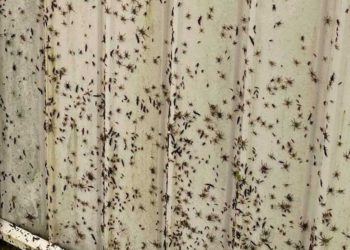 Un manto de arañas y plaga de ratones azotan Australia en medio de inundaciones