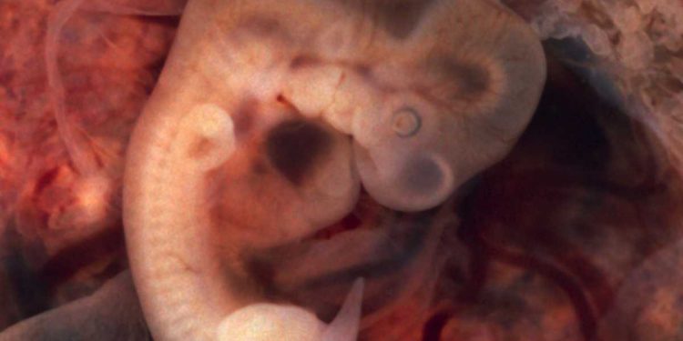 Primer embrión mono-humano reaviva el debate sobre la ética