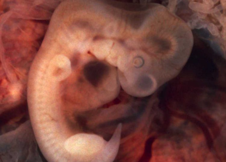 Primer embrión mono-humano reaviva el debate sobre la ética