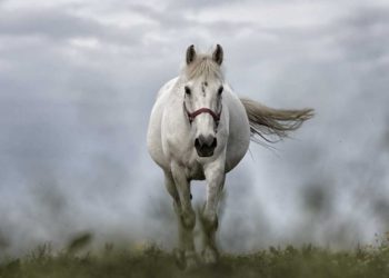 Una cepa del coronavirus amenaza a los caballos en Israel