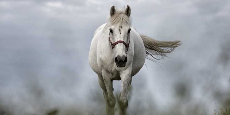 Una cepa del coronavirus amenaza a los caballos en Israel