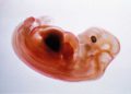 Científicos de California producen embrión parte humano y parte mono
