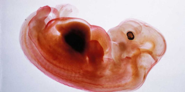 Científicos de California producen embrión parte humano y parte mono