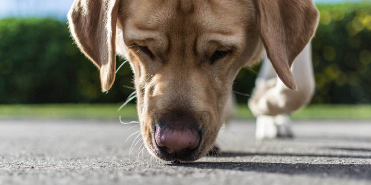 Los perros pueden olfatear muestras positivas de coronavirus con un 96% de precisión
