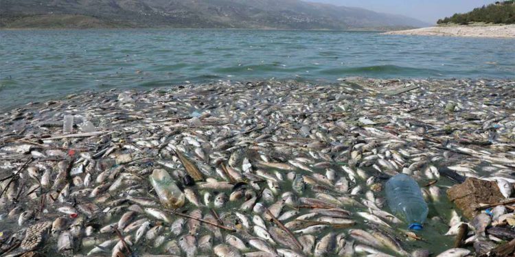 Toneladas de peces muertos aparecen a orillas de lago del Líbano