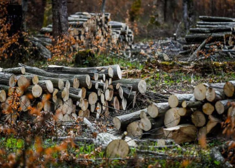 La masiva tala de árboles por parte de Turquía en el Kurdistán iraquí provoca críticas