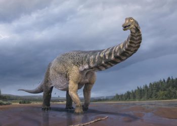 Identifican nueva especie de dinosaurio gigantesco en Australia