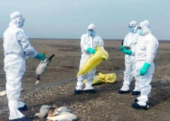China informa de un caso humano de gripe aviar H10N3