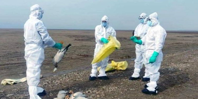 China informa de un caso humano de gripe aviar H10N3