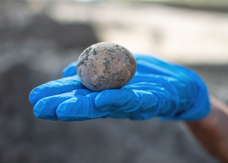 Arqueólogos hallan huevo de gallina de hace 1000 años en Israel