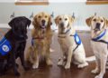 Israelí ayuda a entrenar perros para que detecten el coronavirus