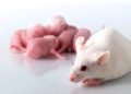 Científicos de China hicieron parir a ratas macho