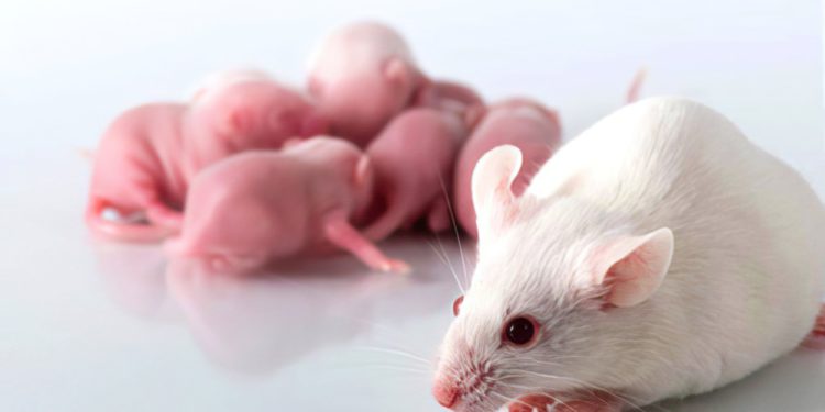Científicos de China hicieron parir a ratas macho