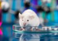 Científicos israelíes prolongan vida de ratones un 23%: Podría funcionar en humanos