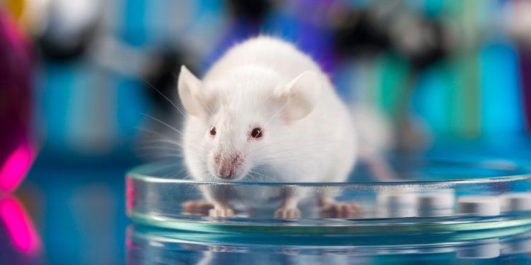 Científicos israelíes prolongan vida de ratones un 23%: Podría funcionar en humanos