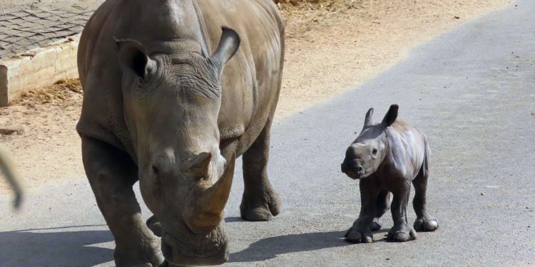 Nace una cría de rinoceronte en un safari de Ramat Gan