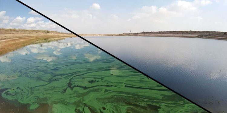 Científicos israelíes trabajan para curar los lagos afectados por las algas tóxicas