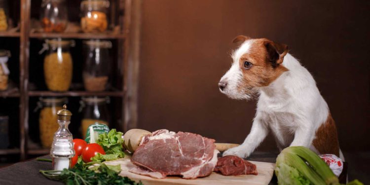Los alimentos crudos para perros son un peligro de superbacterias, advierten los investigadores