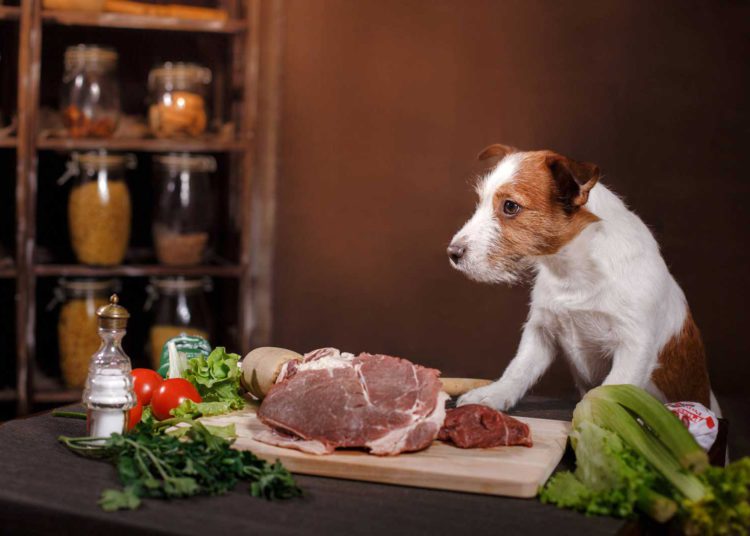 Los alimentos crudos para perros son un peligro de superbacterias, advierten los investigadores