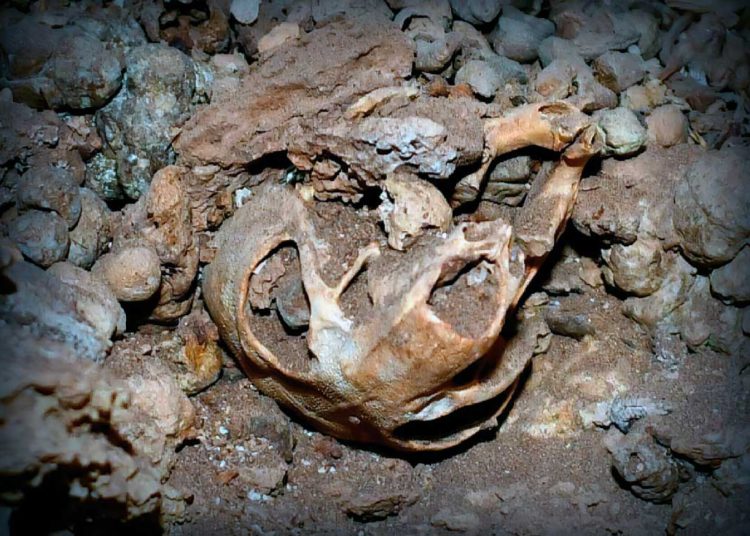 Huesos de rata hallados en Israel sugieren una antigua ruta de viaje ecológico entre África y Europa