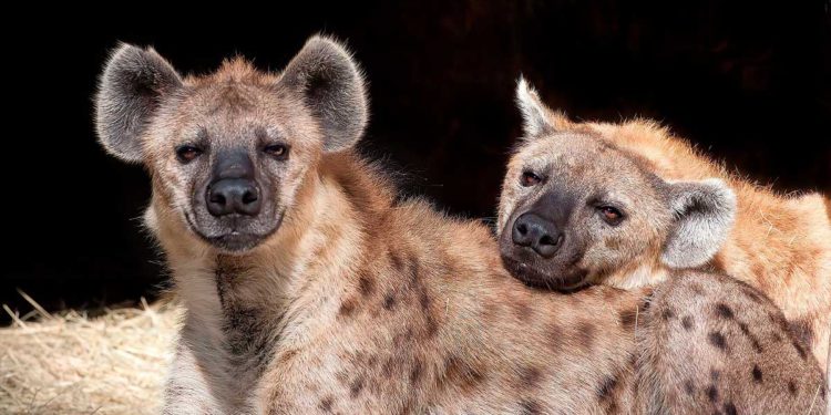 Investigadores israelíes demuestran que las hienas "heredan" la amistad