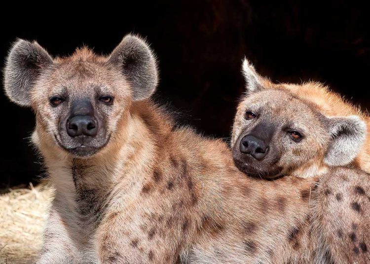 Investigadores israelíes demuestran que las hienas "heredan" la amistad