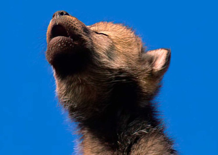 Un estudio demuestra por qué no se pueden tener lobos como mascotas
