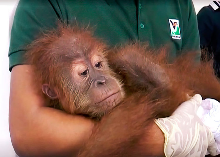 Un orangután fugado causa revuelo en el zoo de Ramat Gan