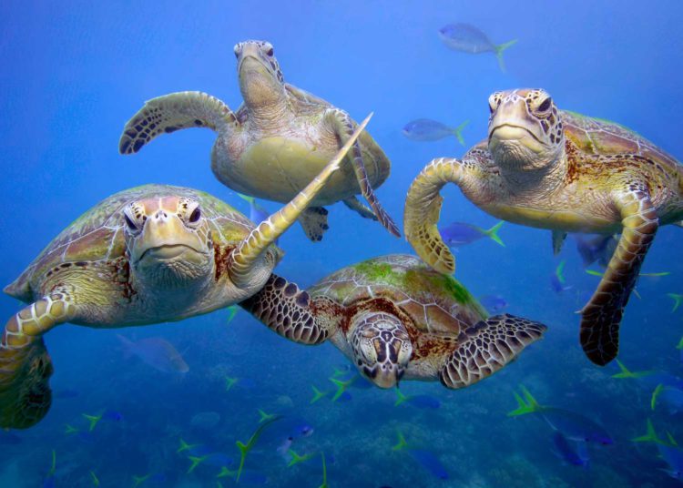 Nacen tortugas marinas en Rosh Hanikra