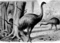 Estudio israelí: Los humanos eliminaron cientos de especies de aves en los últimos 50.000 años