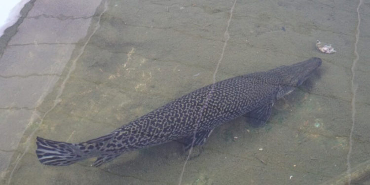 Capturan a pez depredador dentro de estanque en un centro comercial israelí