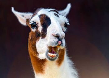 Investigadores israelíes: Nanocuerpos de llama podrían ayudar a detener el Covid
