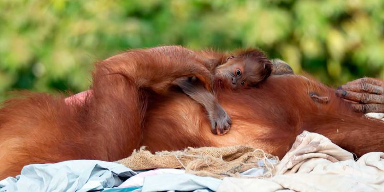 El primer orangután nacido en el Safari de Ramat Gan en 11 años lleva el nombre de los Juegos Olímpicos