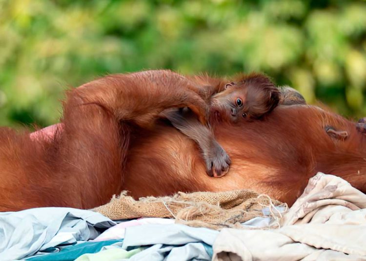 El primer orangután nacido en el Safari de Ramat Gan en 11 años lleva el nombre de los Juegos Olímpicos