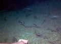Descubren enorme criadero de tiburones en aguas profundas cerca de Tel Aviv