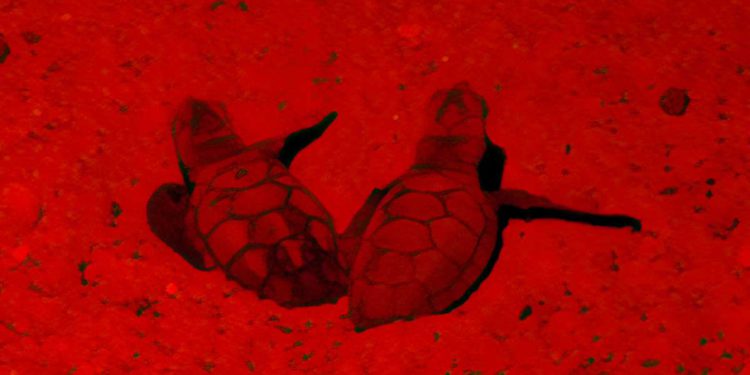 Se ven por primera vez tortugas bobas recién nacidas en Eilat