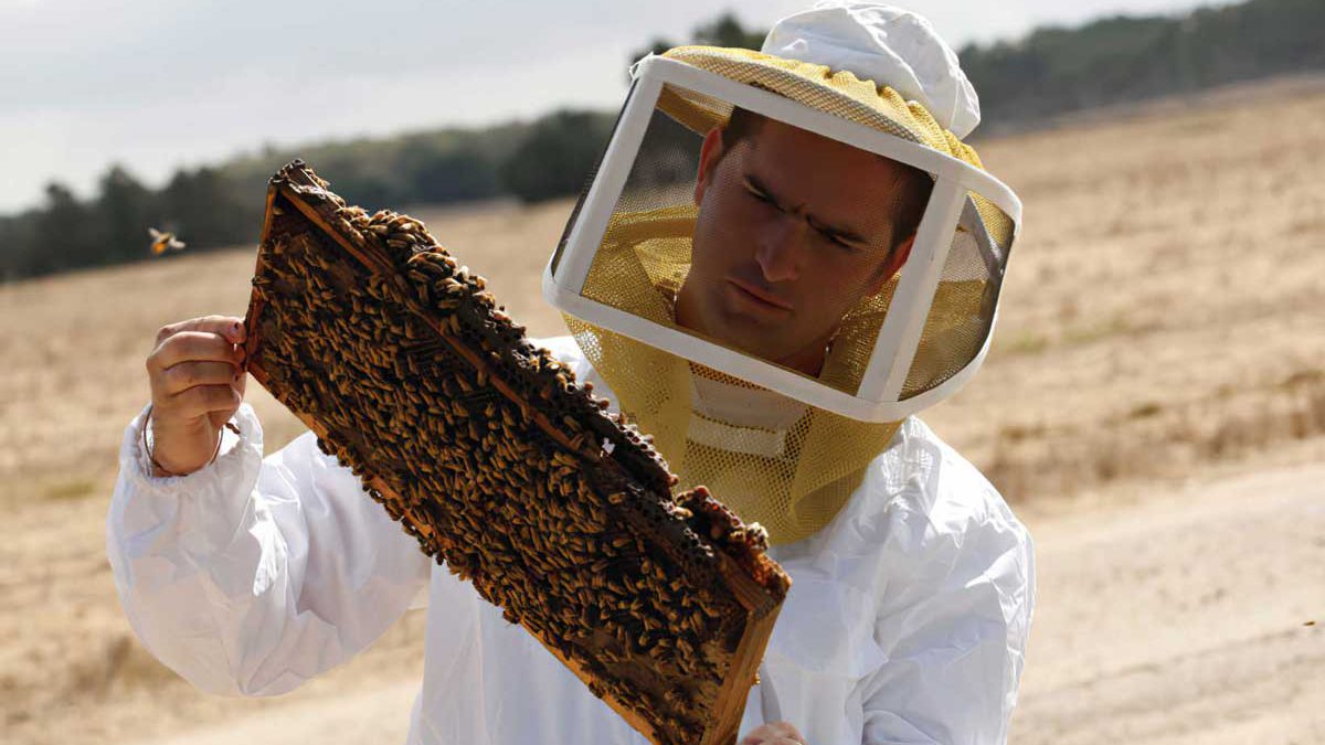 ¿Por qué las abejas se están convirtiendo en una especie en peligro de extinción en Israel?