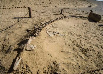 Egipto: Hallan fósil de ballena de cuatro patas que vivió hace 43 millones de años
