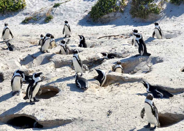 Enjambre de abejas mata a 63 pingüinos en peligro de extinción en Sudáfrica