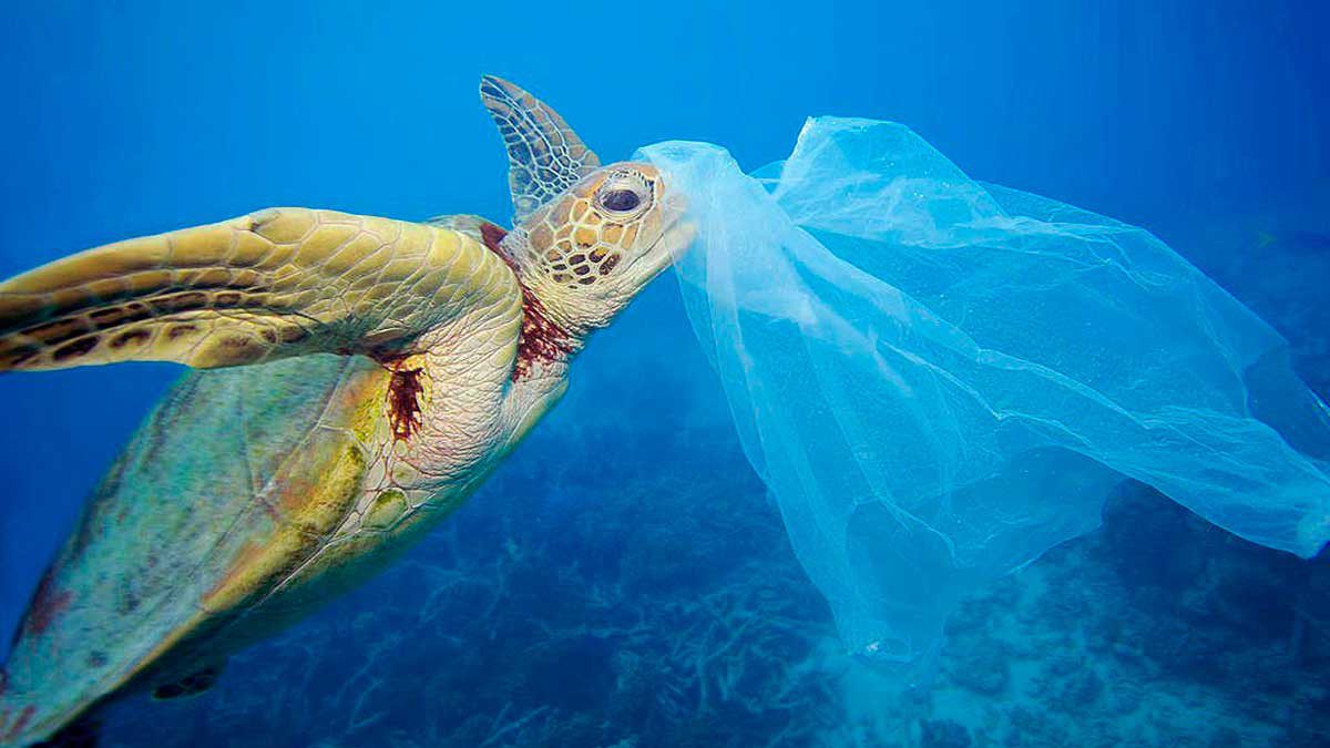 Más de 7.000 animales fueron heridos por plásticos el año pasado