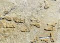Huellas en Nuevo México de humanos de hace 23.000 años