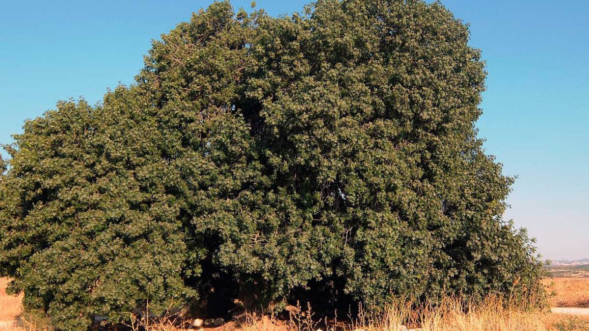 Los árboles israelíes "van bien": según evaluación global de 58.497 especies mundiales