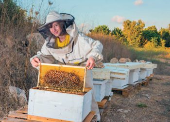 Israel es líder mundial en la reactivación de las colonias de abejas