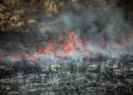 Siria ejecuta a 24 personas por provocar incendios forestales mortales